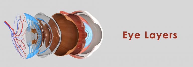 turdo sobre retina