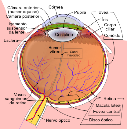 Desenho esquemático da anatomia do olho